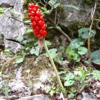 Петнист змиярник [Arum maculatum L.]